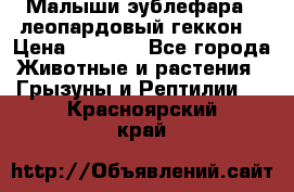 Малыши эублефара ( леопардовый геккон) › Цена ­ 1 500 - Все города Животные и растения » Грызуны и Рептилии   . Красноярский край